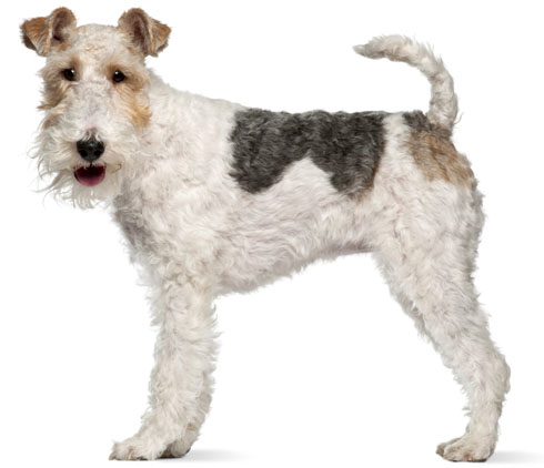 how-to-groom-the-coat-of-a-fox-terrier