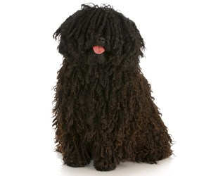 grooming-the-coat-of-your-hungarian-puli
