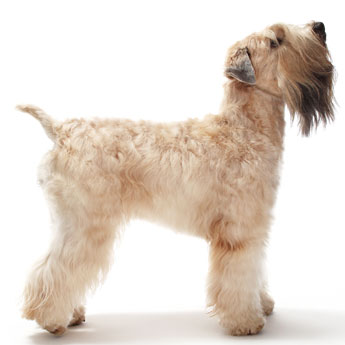 wheaten terrier grooming tools