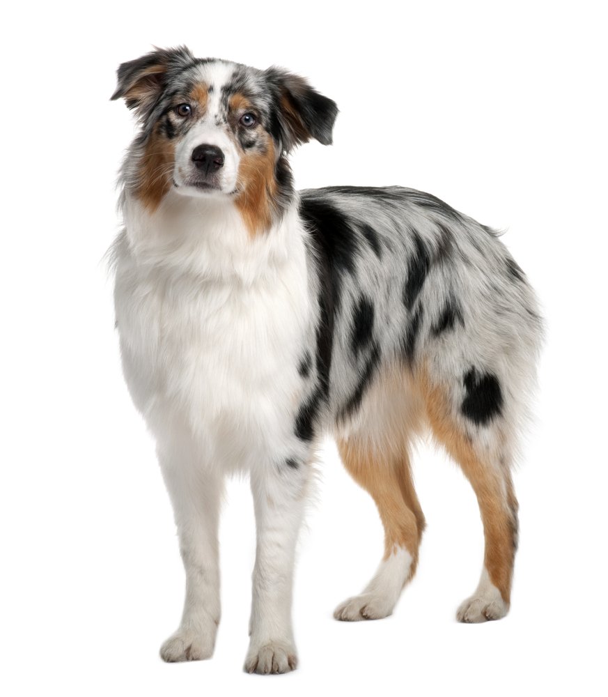 short haired australian shepherd