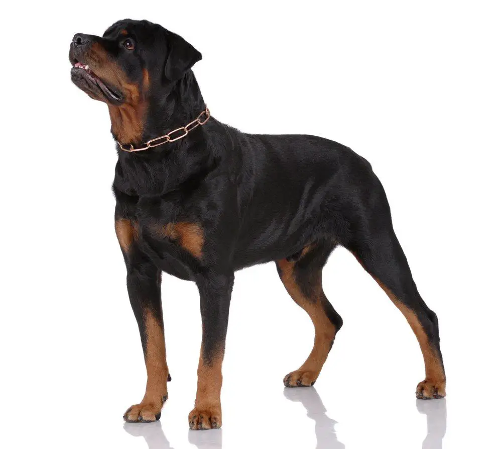 grooming the coat of a rottweiler at home