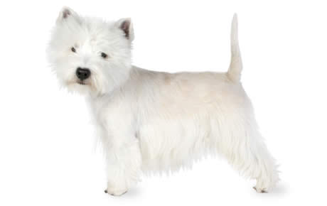 west highland terrier grooming guide