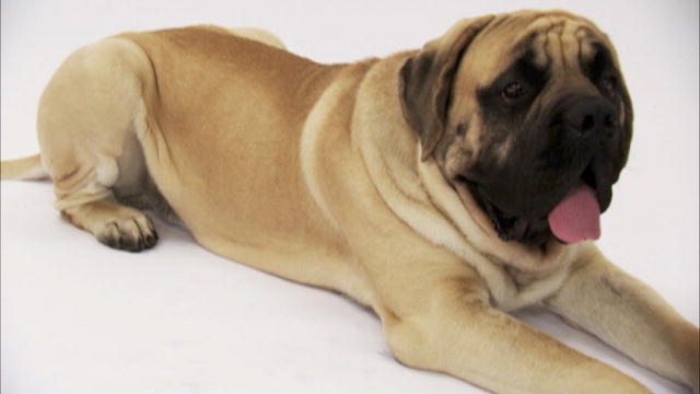 how to groom the coat of a mastiff
