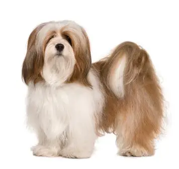 grooming the coat of lhasa apso at home