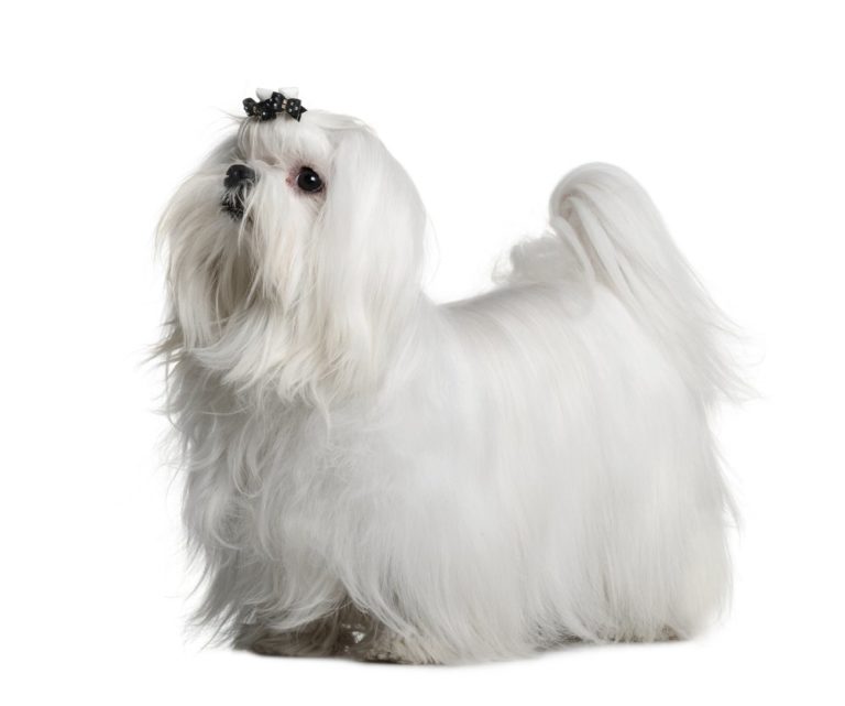 Grooming the Coat of Your Maltese at Home Dog Grooming Tutorial