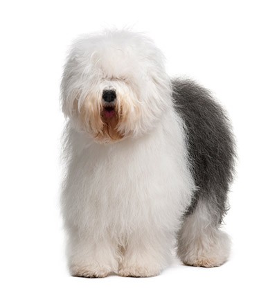 coat care for your old english sheepdog