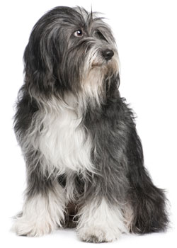 grooming details for a tibetan terrier