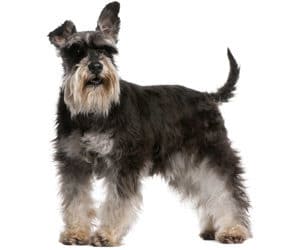 miniature schnauzer brush