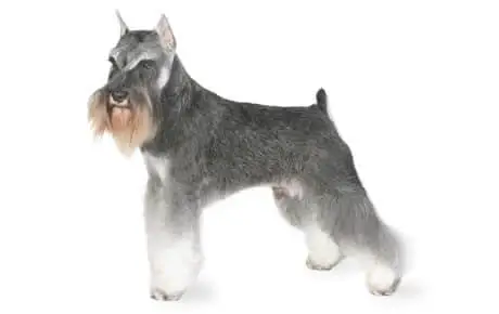 how to clip the coat of your schnauzer at home