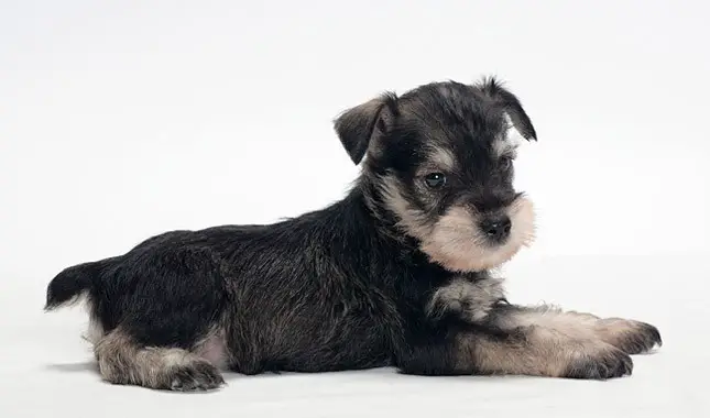 what to know about your schnauzer
