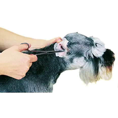 ear and eye care for schnauzers