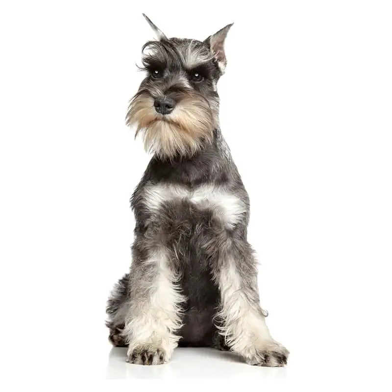 how to protect your schnauzer from fleas and ticks