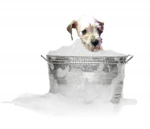 how to wash your miniature schnauzer