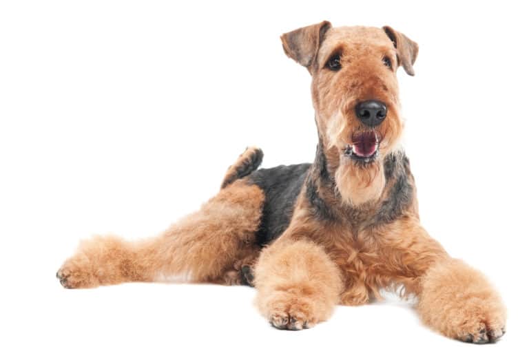 How to Groom an Airedale Terrier at Home Dog Grooming Tutorial