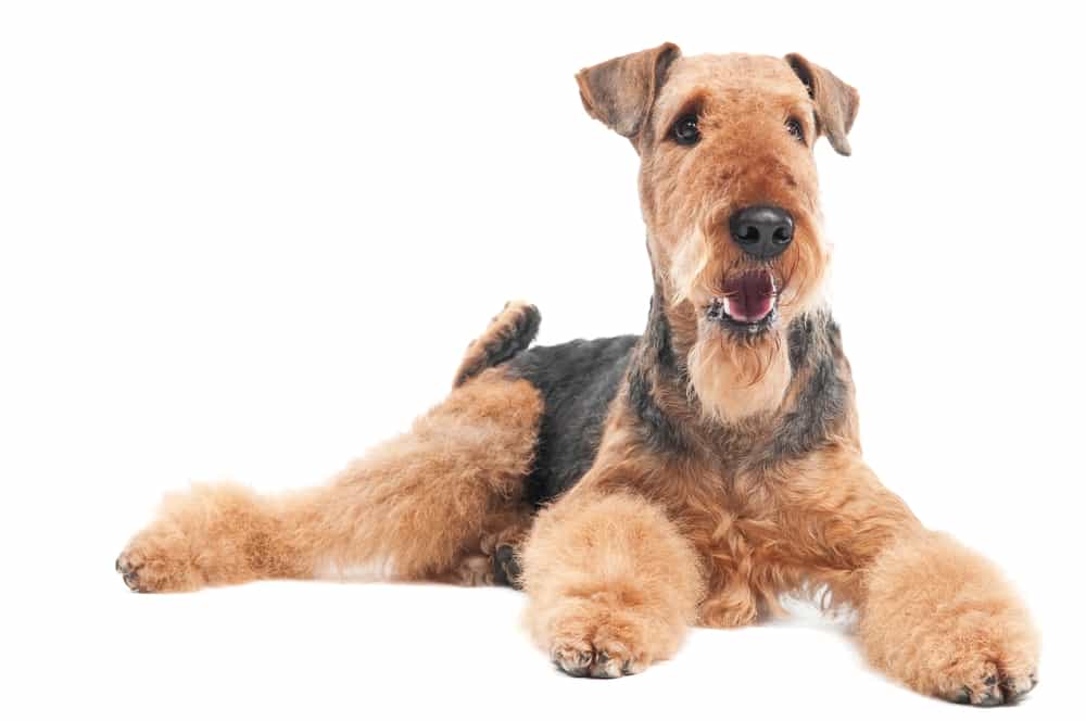 an airedale