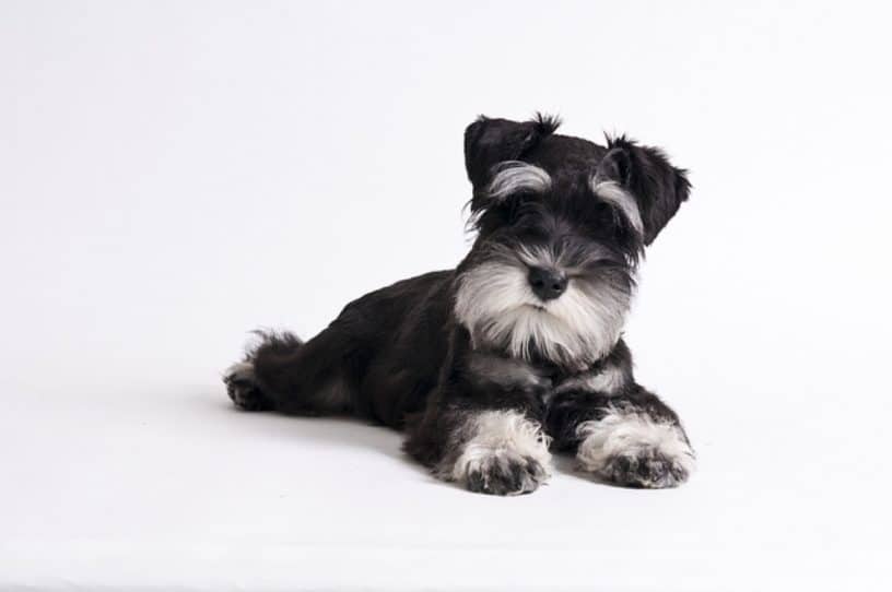 Picture of How to Clip Your Miniature Schnauzer's Nails | Dog Grooming Tutorial