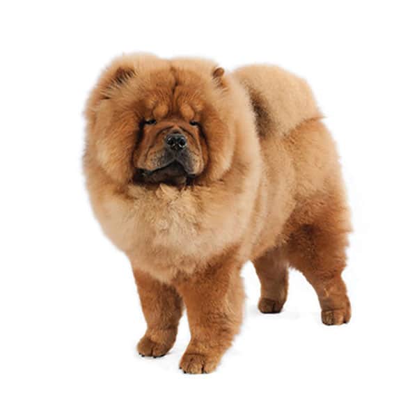 how to groom a chow chow at home
