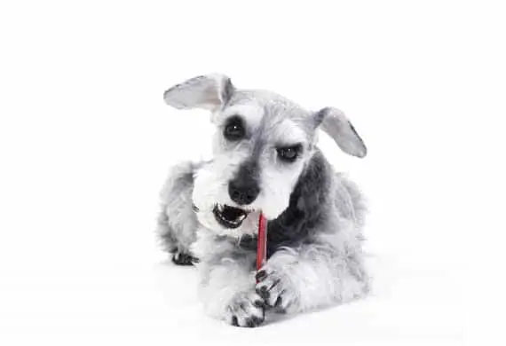 teeth cleaning for miniature schnauzers
