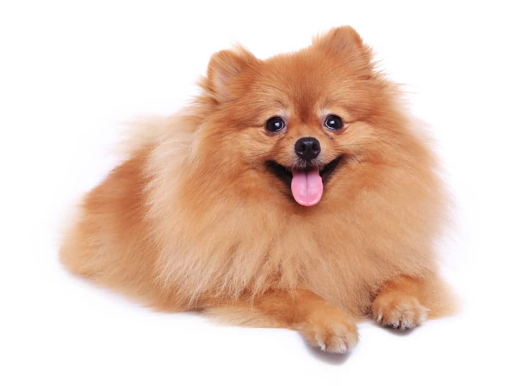 coat care for pomeranian