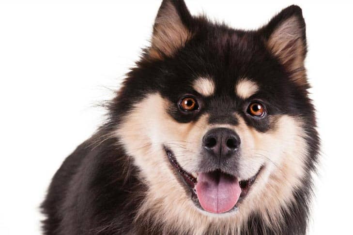 how to groom the coat of finnish lapphund