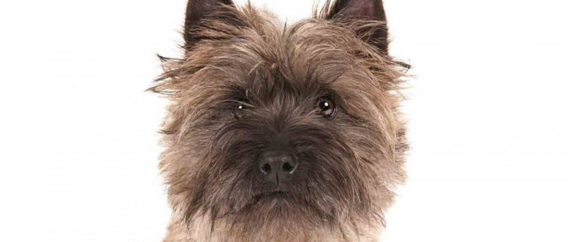 cairn terrier grooming