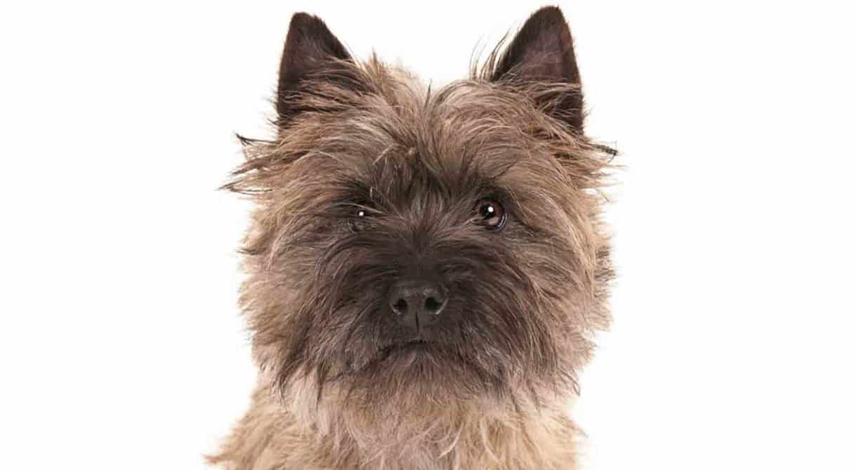 cairn terrier grooming tips