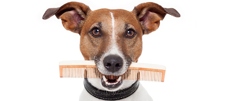 all dog breeds grooming tutorials