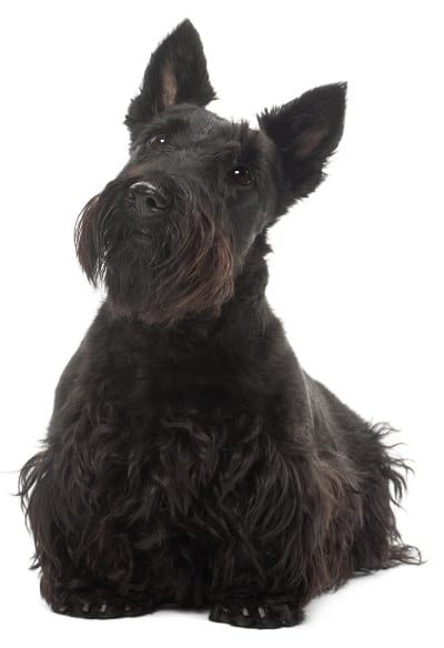 grooming scottish terriers