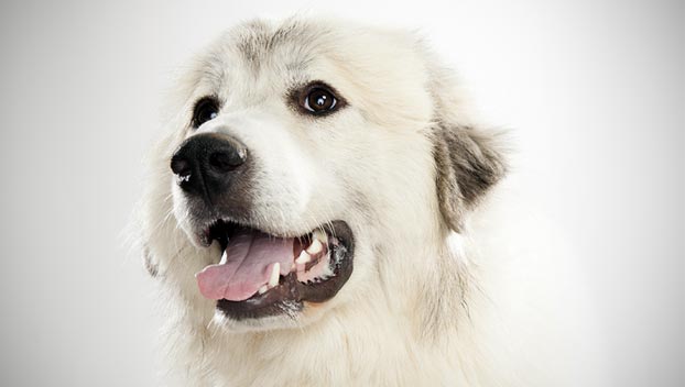 grooming tips for great pyrenees