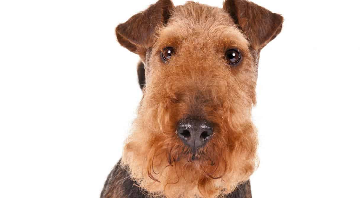 grooming a welsh terrier