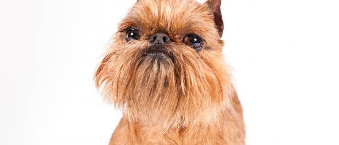 brussels griffon haircut