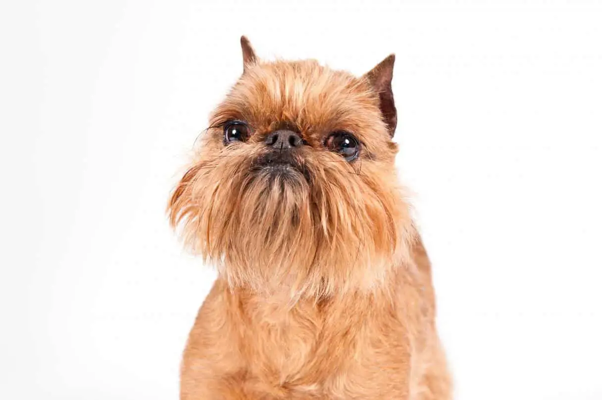 how to groom a brussels griffon