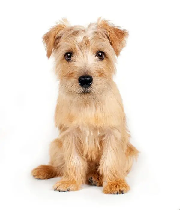 how to groom a norfolk terrier
