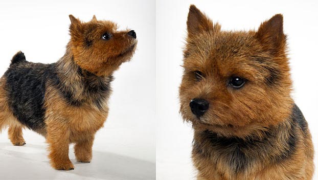 how to groom a norwich terrier