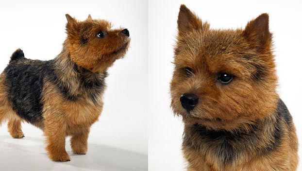 How to Groom a Norwich Terrier - Dog 