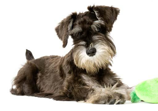 schnauzer puppy grooming