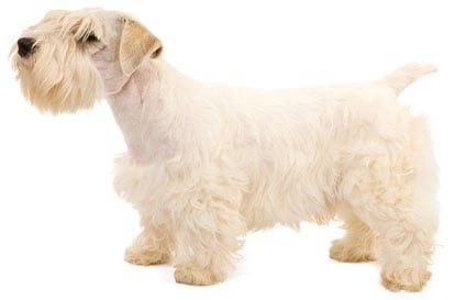 how to groom a sealyham terrier