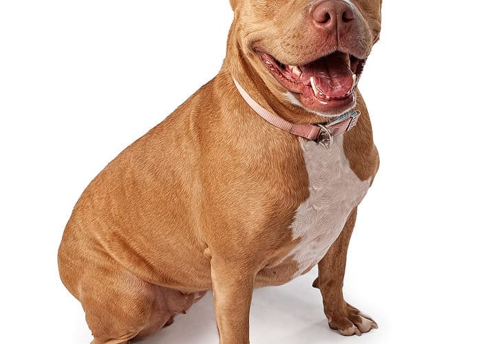 Coat Care for Pit Bull Terriers Dog Grooming Tutorial