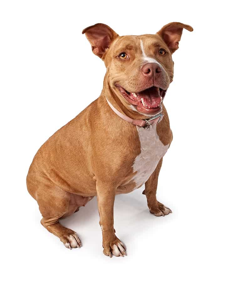 american staffordshire terrier shedding a lot