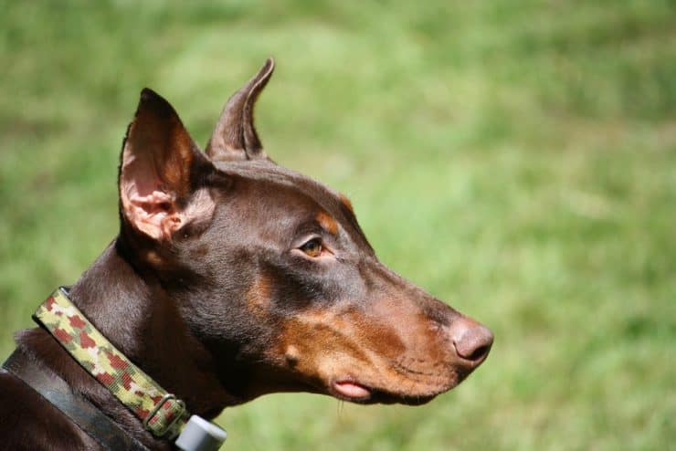 ear and eye care for dobermans