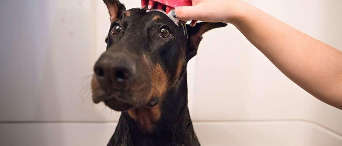 places to bathe your dog