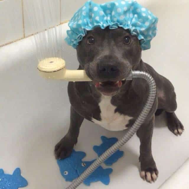 how to bathe a pit bull terrier
