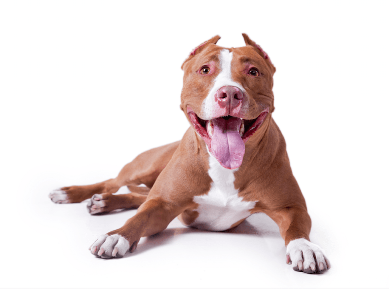 How to Cut the Nails of a Pit Bull Terrier Dog Grooming Tutorial