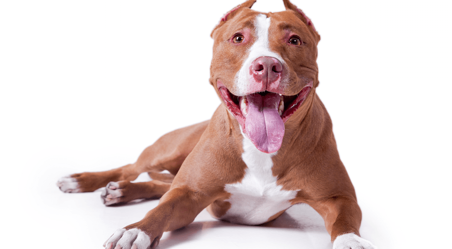 best nail clippers for pitbulls