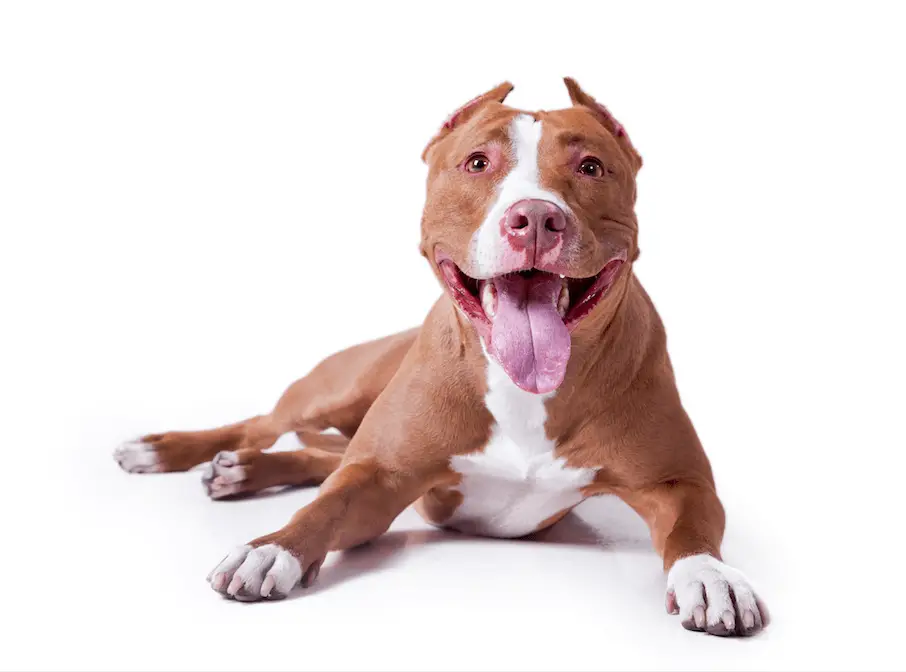how to cut the nails of a pit bull terrier