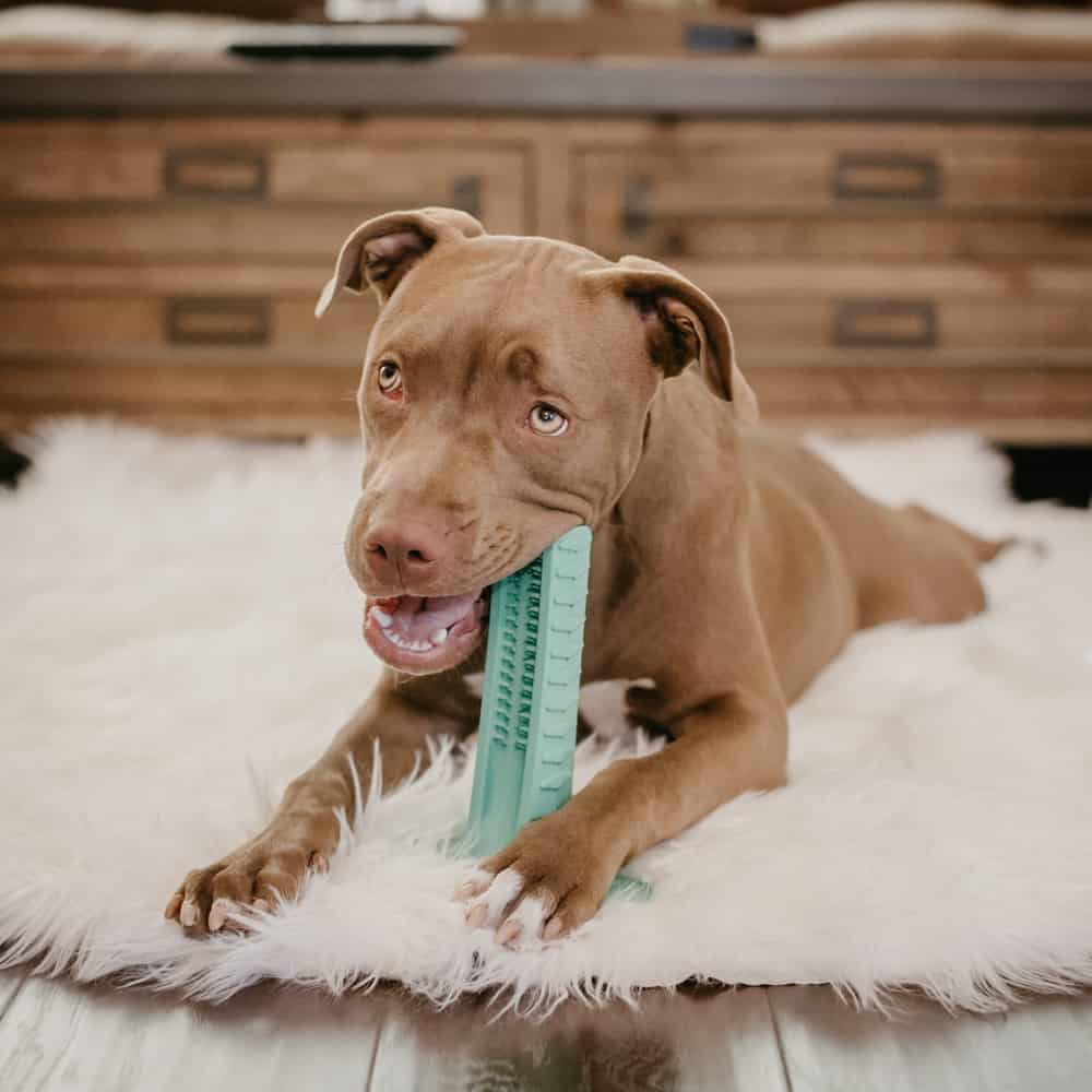 teeth cleaning for pit bull terriers