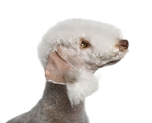 grooming a bedlington terrier