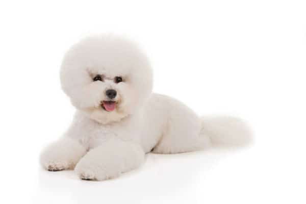 how to groom a bichon frise
