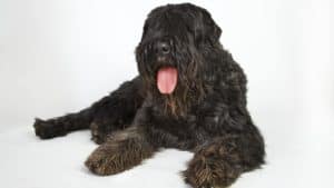 how to groom a bouvier des flandres