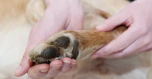 how to handle sensitive dog feet while grooming